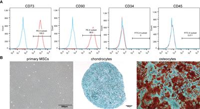 Therapeutic Effect of Rapamycin-Loaded Small Extracellular Vesicles Derived from Mesenchymal Stem Cells on Experimental Autoimmune Uveitis